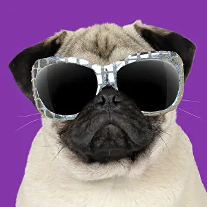 051119: Fawn Pug Dog, wearing sunglasses