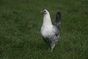 Hens: Fayoumi hen in grass Warwickshire