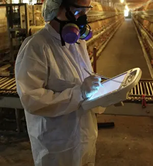 Mask: FDA Field Investigator Using Egg Pad