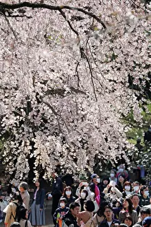 Shinjuku: Fear of the Coronavirus didnt stop the Japanese