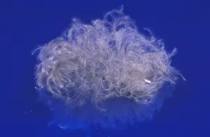 Objects: Down feather against blue background