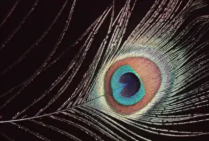 Peacock: FEATHER - close-up of peacock / peafowl feather