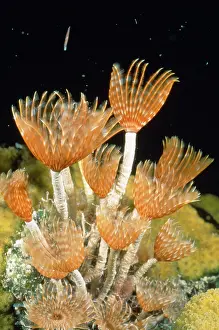 Duster: Feather Duster Worm