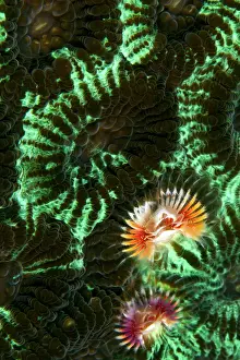 Arty: Feather Duster Worm / Christmas Tree Worm - on