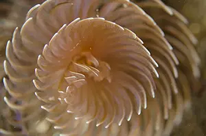 Feathery: Feather Duster Worm - feeding with feathery gill-crown