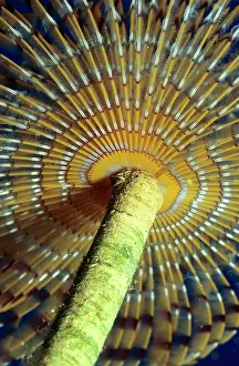 Worms: Feather Duster Worm (Sabellidae), Mediterranean