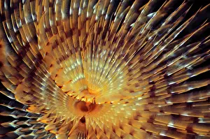 Worms: Feather Duster Worm (Sabellidae), Mediterranean