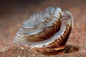Spiral: Feather duster worms ( Sabellastarte sp.) Bali