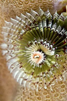 Spirobranchus: Feather Duster / X-Mas Tree Worm