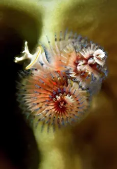 Spirobranchus: Feather Duster / X-Mas Tree Worm