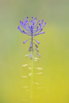 Hyacinth: Feather Hyacinth (muscari comosum) flowering, H