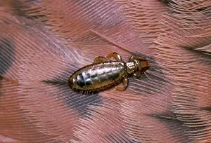 Lice: Feather Louse - on feather of Kestrel