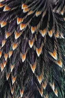 Beige: Feather pattern on back of common Starling