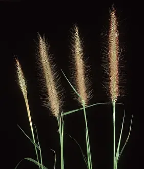 Pennisetum: Feather pennisetum Grass