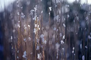 Acutiflora: Feather reed grass