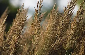 Plume: Feather reed grass