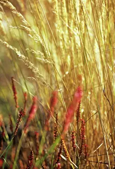 Combinations: Feather reed grass