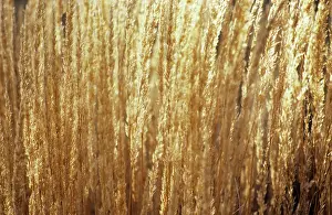 Acutiflora: Feather reed grass Calamogrostis x acutiflora Karl Foerster
