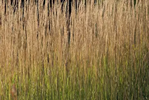 Screen: Feather reed grass Calamogrostis x acutiflora Karl Foerster