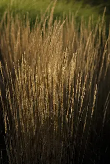 Acutiflora: Feather reed grass Calamogrostis x acutiflora Karl Foerster
