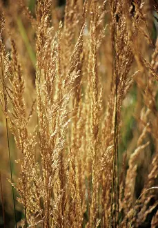 Acutiflora: Feather reed grass Calamogrostis x acutiflora Karl Foerster