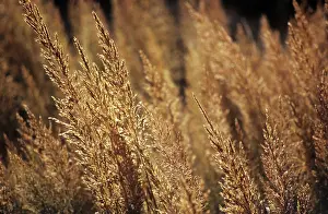 Plume: Feather reed grass Calamogrostis x acutiflora Karl Foerster