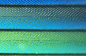 Magnification: Detail of feather showing interlocking barbules