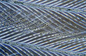 Microscopic: Feather detail showing interlocking fibers
