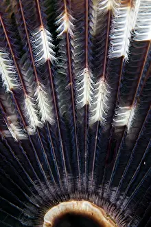 Featherstar: Feather Star
