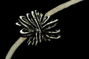 Alcyonaria: Feather Star