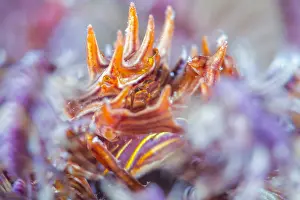 Comatulida: Feather star crab (Tiaramedon spinosum) female with