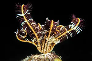 Visayan: Feather Star Crinoid (Comanthus sp), night dive