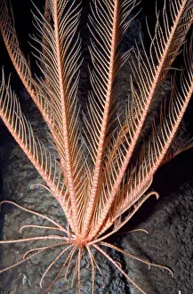Crinoids: Feather Star - crinoid. Deep sea, depth to 3300 feet