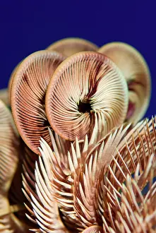 Arty: Feather star crinoid, Raja Ampat, Indonesia
