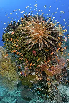 Anthia: Feather star (Crinoidea) atop reef outcrop