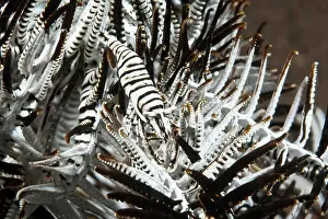 Prawn: Feather star (Crinoidea) shrimp (Periclimenes cornutus)