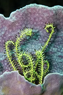 Sponge: Feather star (Crinoidea), yellow, in sponge (Niphates)