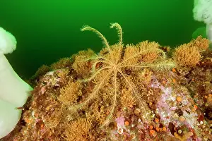 Echinoderms: feather star Florometra serratissima Alaska North Pacific Oc