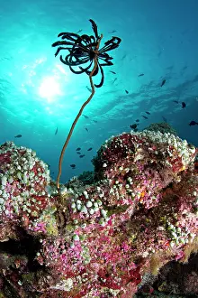 Sponges: Feather Star on a reef filled with Green Urn Sea
