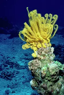 Crinoids: Feather Starfish