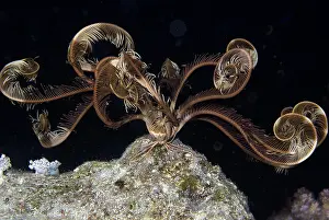 Echinodermata: Feather Stars deployed at night