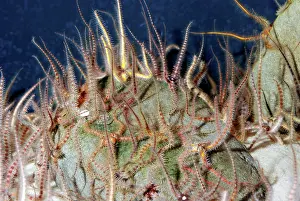 Featherstar: Feather Stars: on seabed waving their arms about