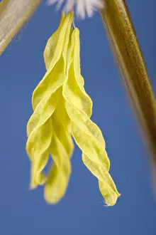 Stipa: Feather structure, Norfolk UK