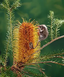 Glider: Feather-tail Glider