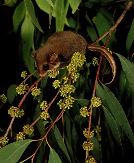 Glider: Feather-tail Glider - Eucalypt Tree