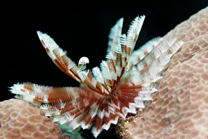 Duster: Feather worm (Sabellastarte sp.) on hard coral