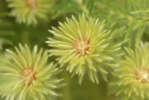 Geometrical: Featherhead