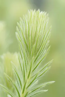 Flannel: Featherhead