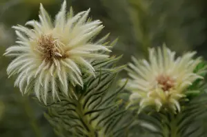 Parched: Featherhead