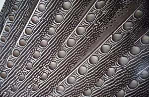 Arty: FEATHERS - Argus Pheasant, Close-up
